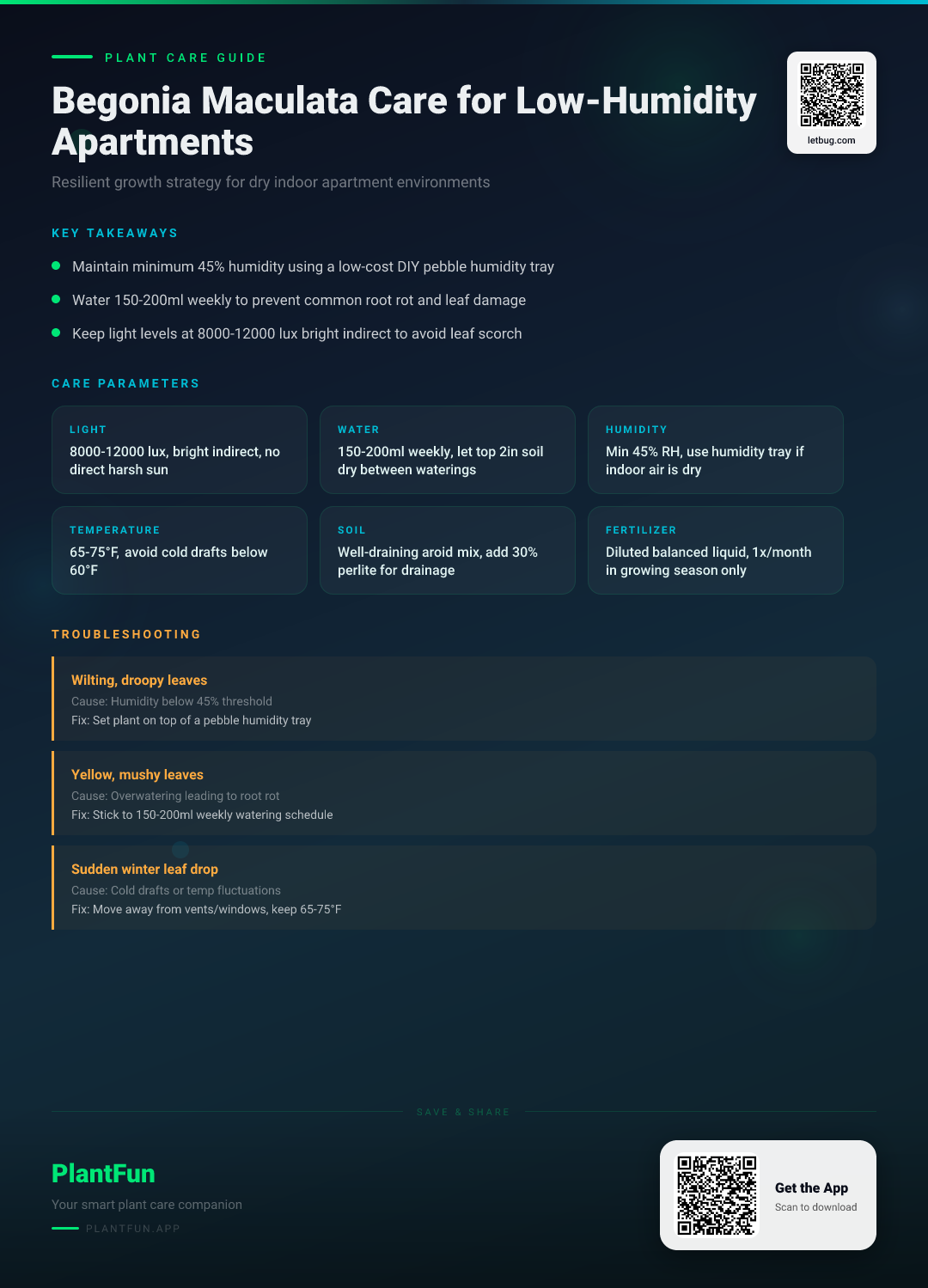 Begonia Maculata in an Apartment with Low Humidity: A Resilient Care Strategy — Care Guide for indoor houseplants