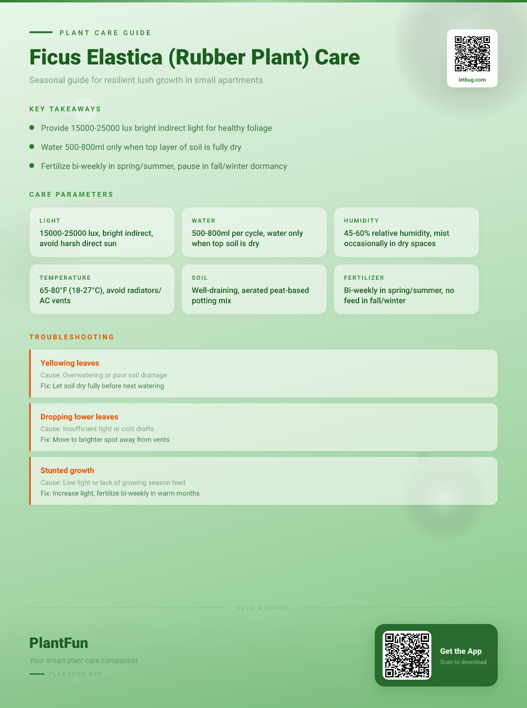 Ficus Elastica in a Small Apartment: A Seasonal Care Guide for Resilient Growth — Care Guide for indoor houseplants