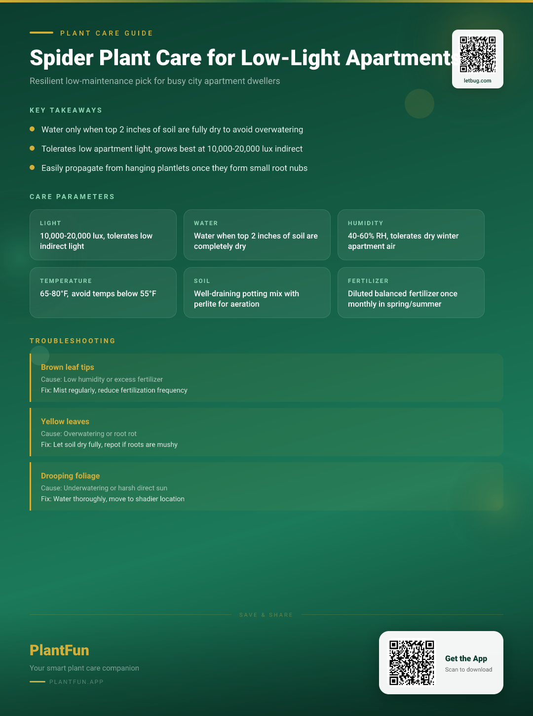 Spider Plant Care in Low-Light Apartments: A Resilient Guide for Every City Dweller — Care Guide for indoor houseplants