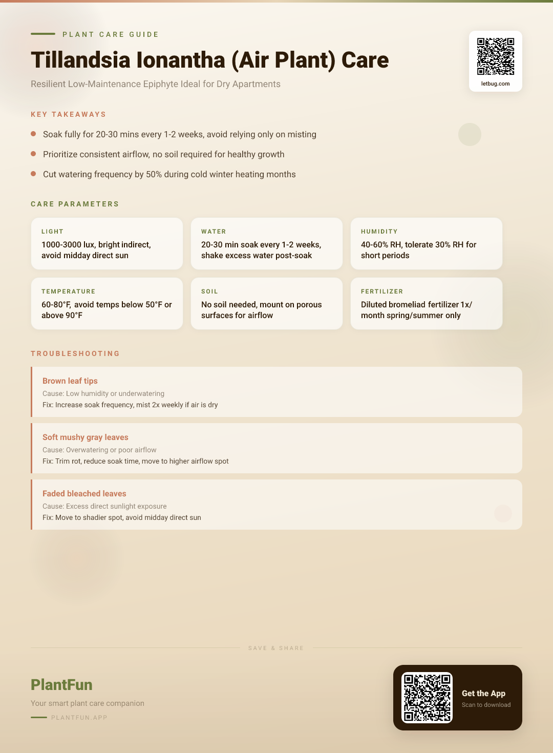 Tillandsia Ionantha Care: The Ultimate Guide for Dry Apartment Living Throughout the Seasons — Care Guide for indoor houseplants